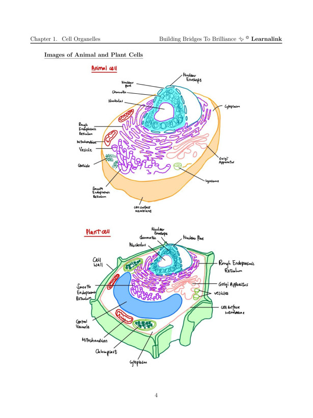 H2 Biology Mastery Guide: Coloured, Concise A-Level Notes - Singapore Edition