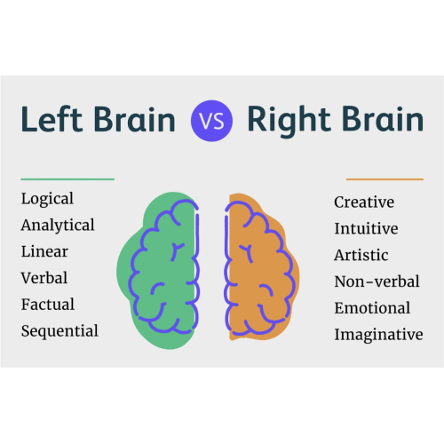 The Battle of the Brain: Left-Brained vs. Right-Brained Students in Science Class
